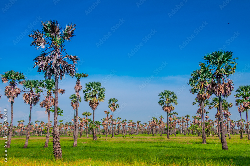 Sugar palm Sugar palm