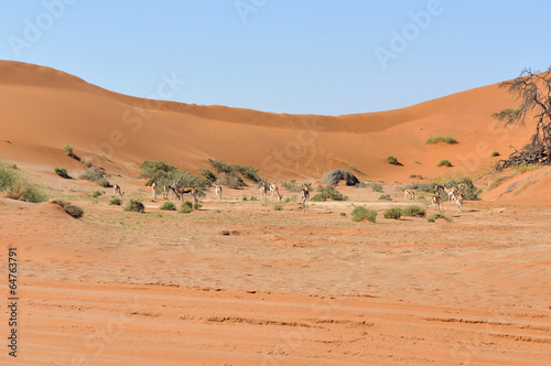 Springbok between dunes near Sossusvlei
