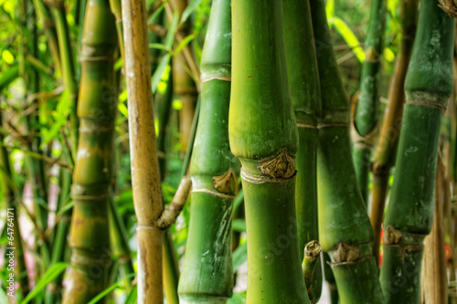 Fototapeta Naklejka Na Ścianę i Meble -  bamboo close up as background