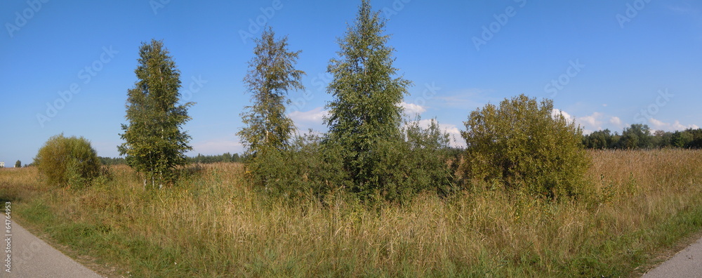 Meadow with trees