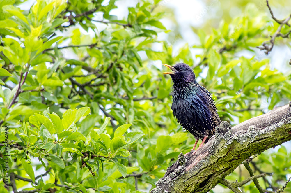 Starling sitting on a tree Starling sitting on a tree