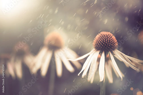 Fototapeta letni kwiat w deszczu