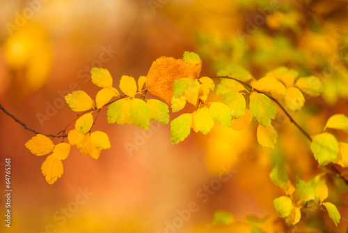 fall leafs background