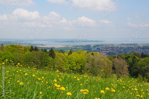 Blumenwiese im bayrischen Voralpenland