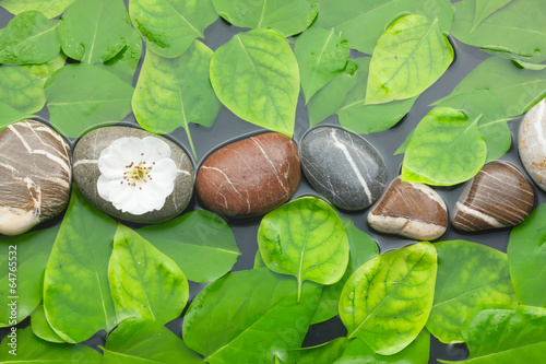 Striped stones with flower in water among the leaves