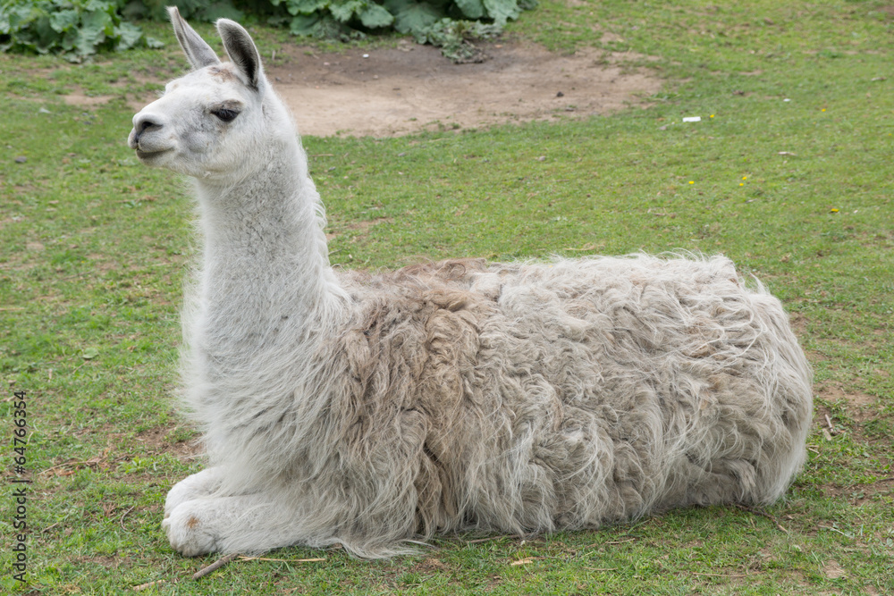 Lama in einem Gehege