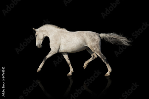 Whiter horse isolated on black background