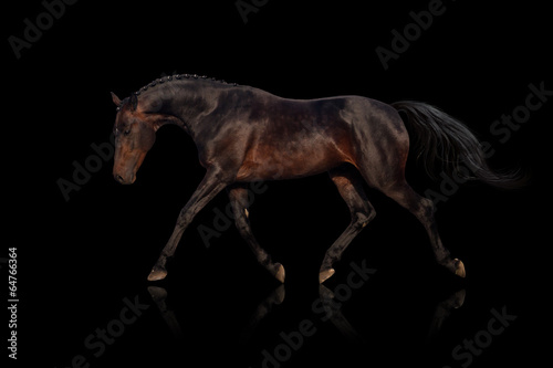 Bay horse isolated on black background