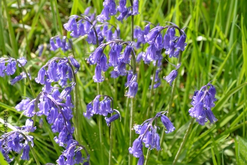 Large group of bluebells