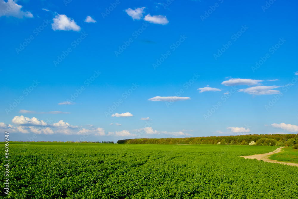 Green field,road,forest,on the background of the blue sky