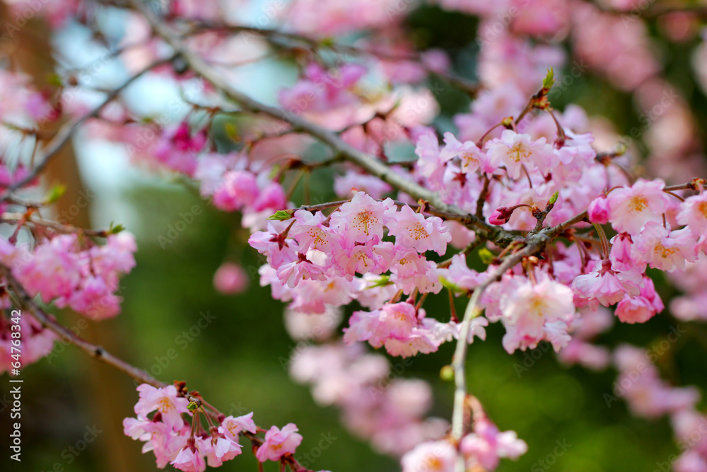 Naklejka premium Cherry blossoms
