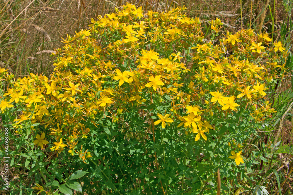 Johanniskraut - Hypericum perforatum