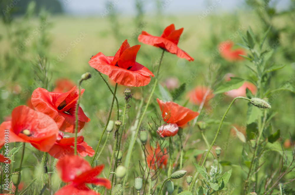 Fototapeta premium red poppies