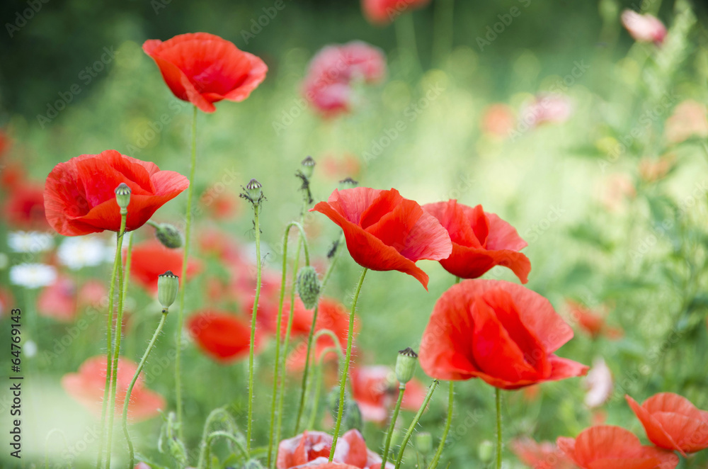 Naklejka premium red poppies