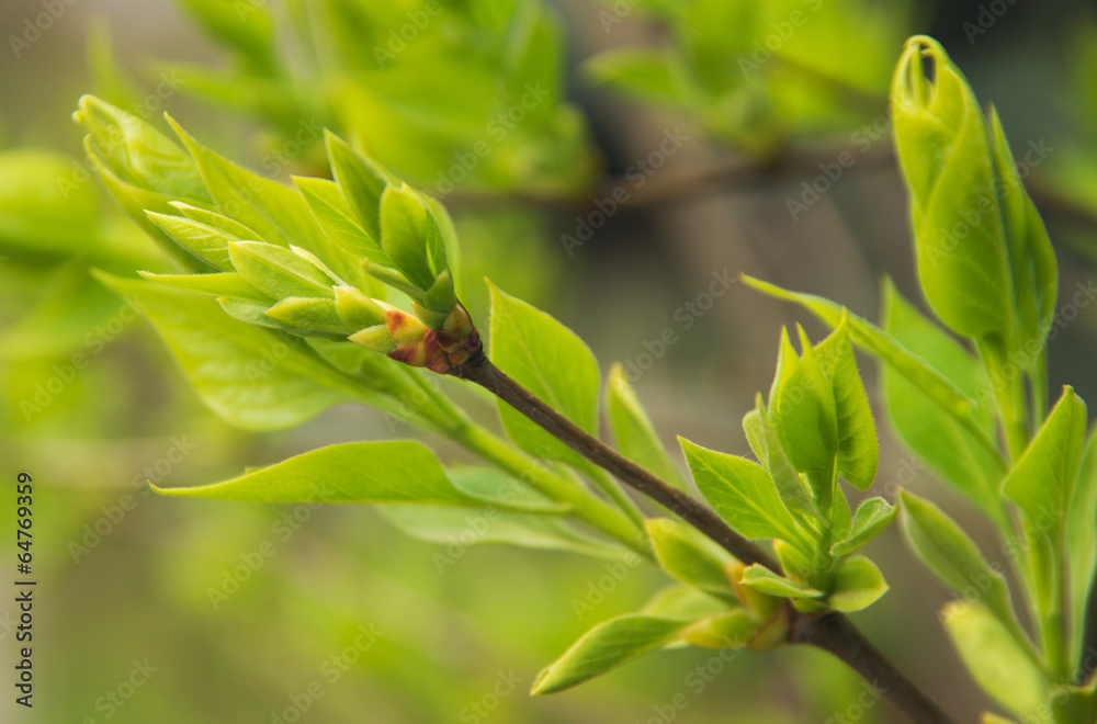 Fototapeta premium Fresh spring leaves