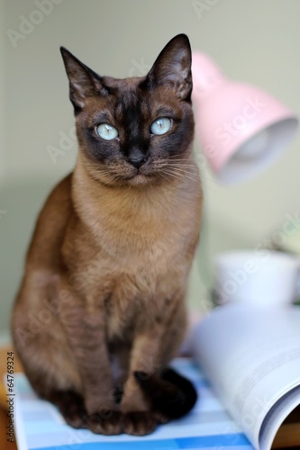 Tablou pe pânză Tonkinese cat