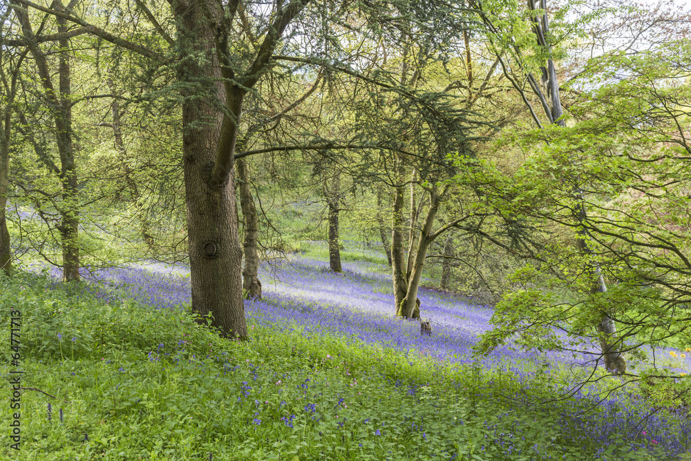 Bluebells in woods in Winkworth Arboretum, Surrey in springtime