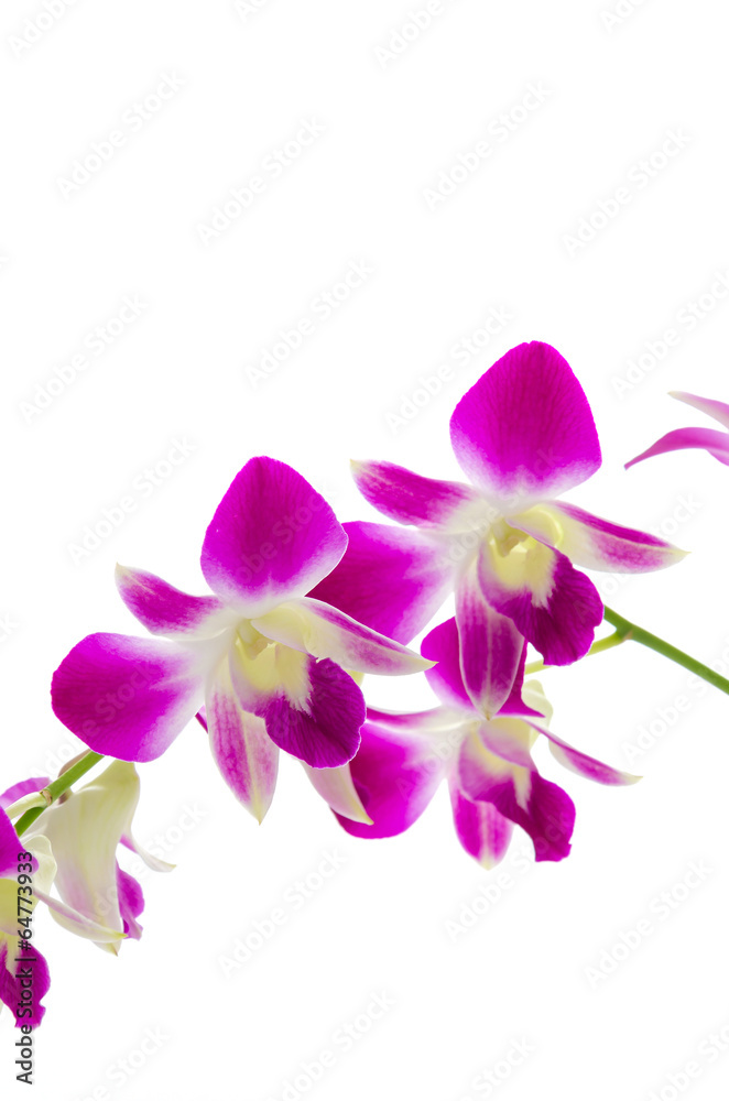 Purple orchid flower isolated white background Purple orchid flower isolated white background