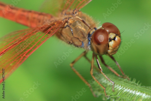 beautiful red dragonfly, small wildlife in natural © sutichak