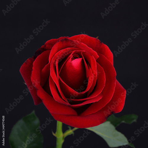 Red rose flower on black background © sutichak