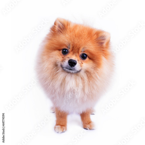pomeranian puppy dog isolated on white background