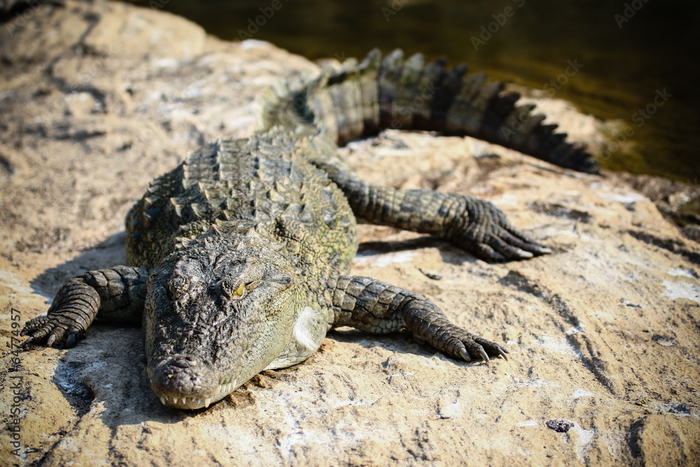 Fototapeta premium Basking crocodile