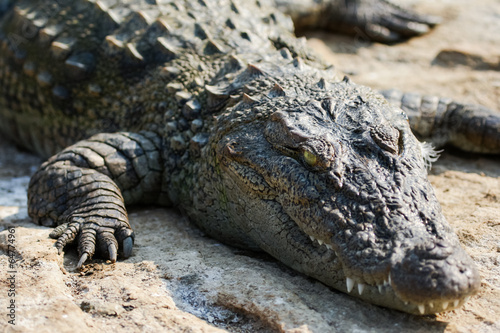 Basking crocodile