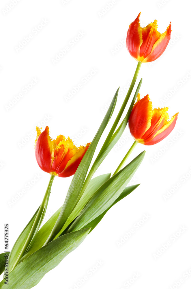 Beautiful tulips isolated on white