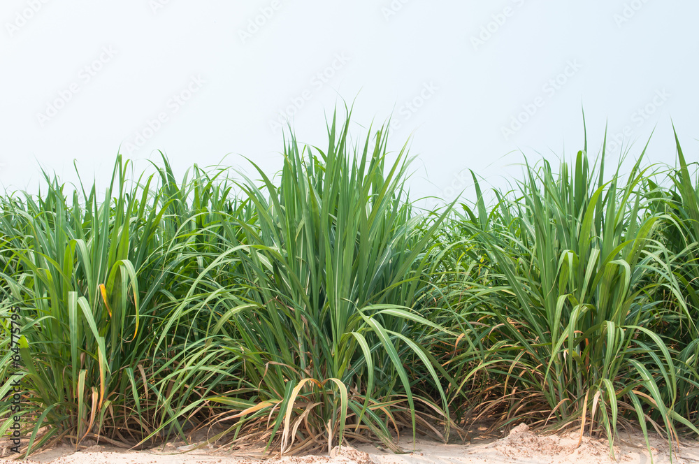 Fototapeta premium Sugar Cane Plantation