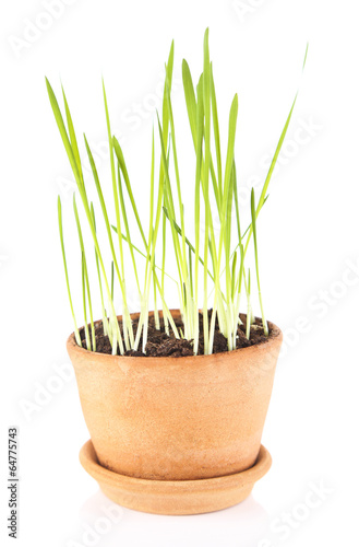 Green grass in flowerpot, isolated on white