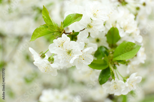 Beautiful fruit blossom outdoors