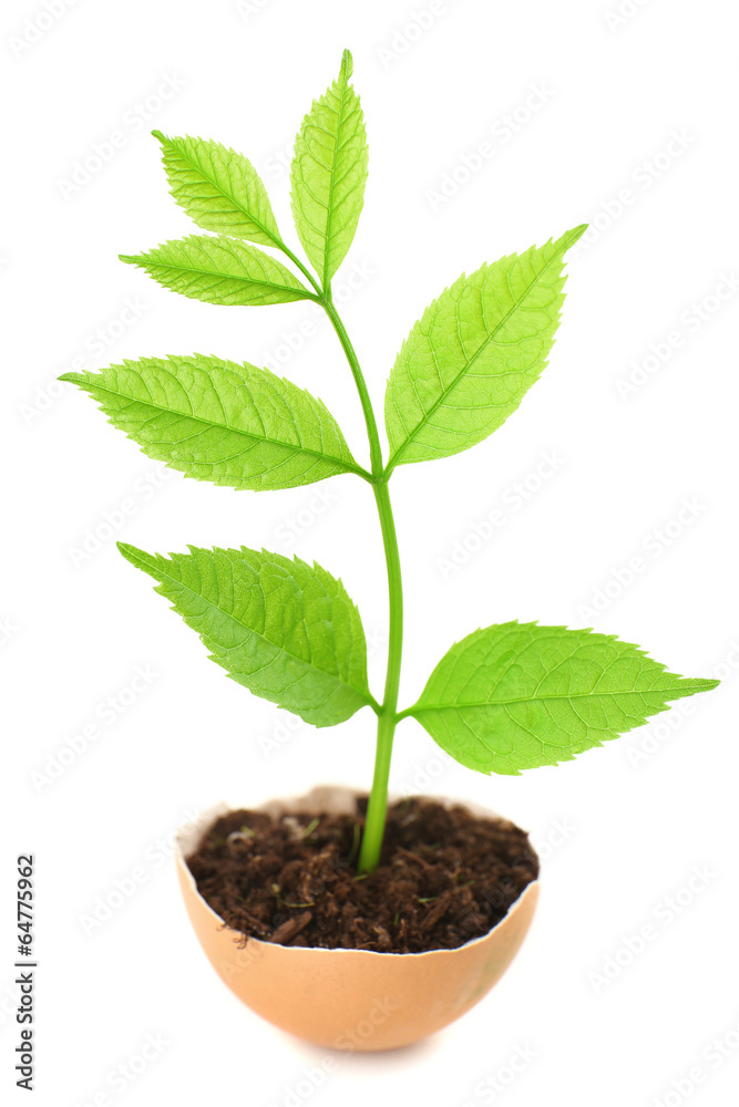Young green plant growing in eggshell isolated on white