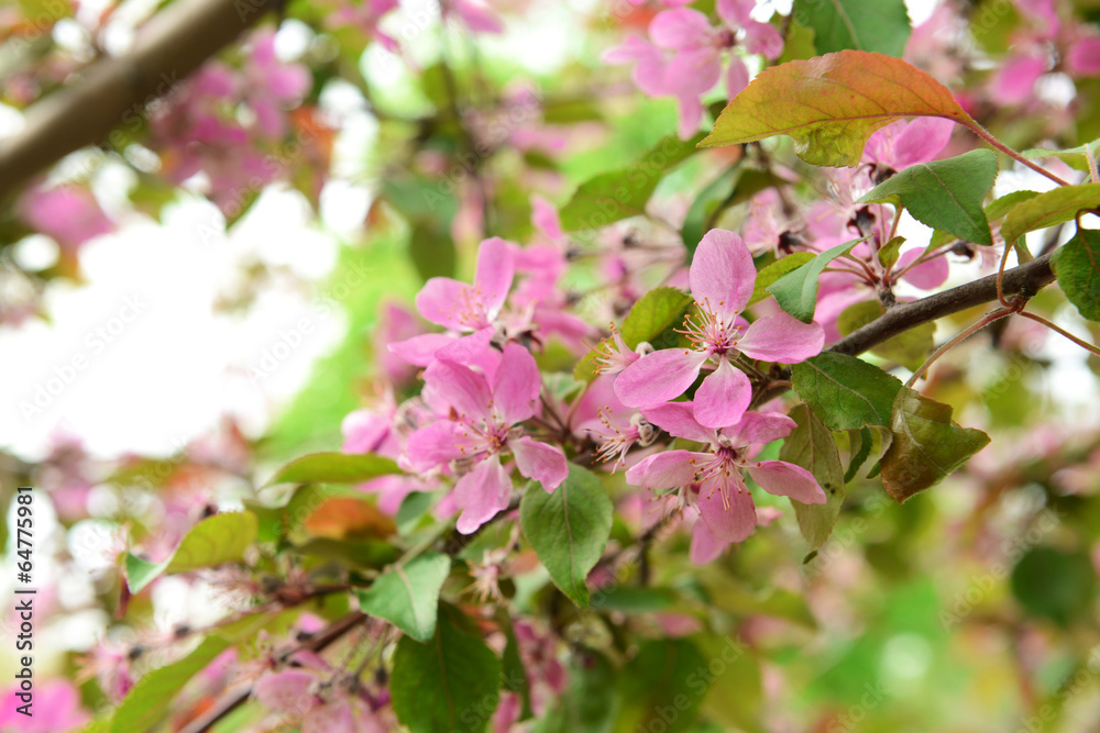 Beautiful blossom outdoors Beautiful blossom outdoors