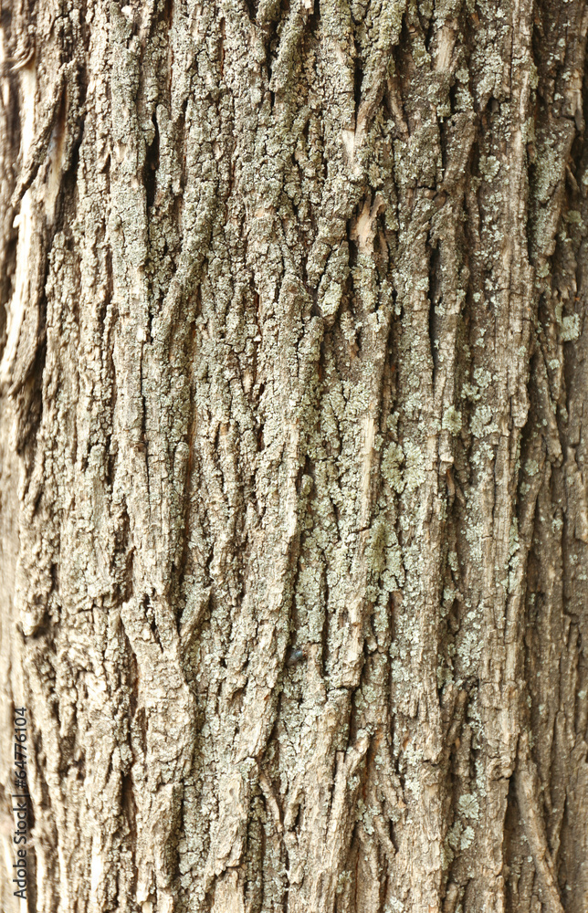 Tree bark texture background