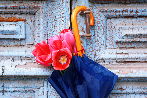Beautiful tulips in umbrella on old wooden doors