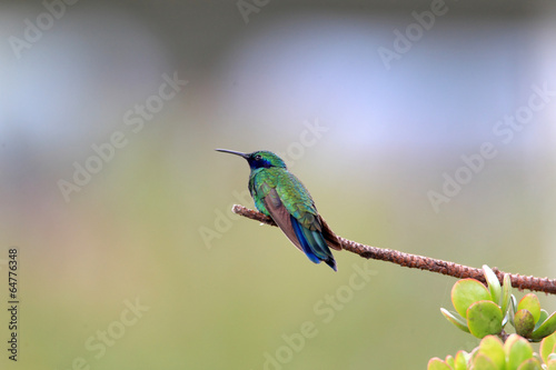 Sparkling Violetear (Colibri coruscans) in Ecuador