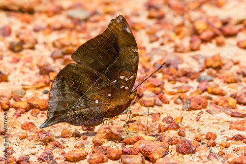 The autumn leaf butterfly photo