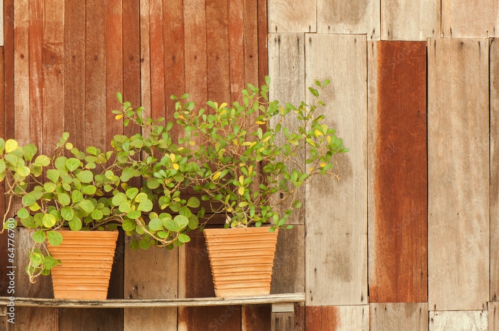 Potted plants and wall wooden