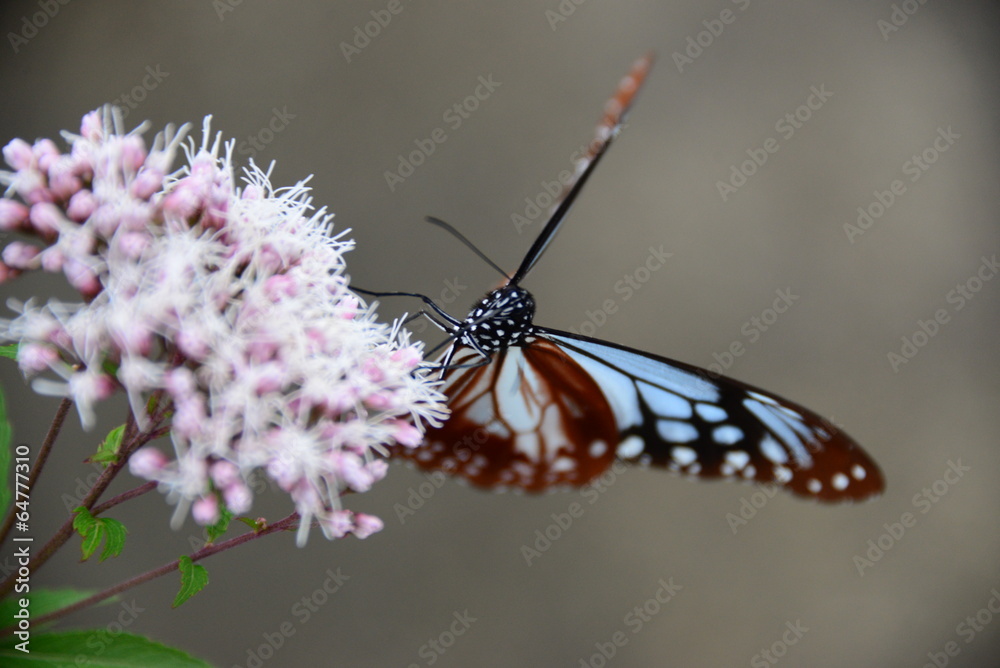 Obraz premium アサギマダラ