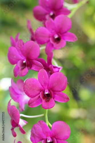 Orchid white pink flowers in nature © seagames50