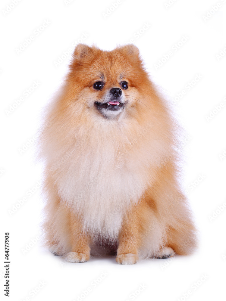 pomeranian grooming dog isolated on white background