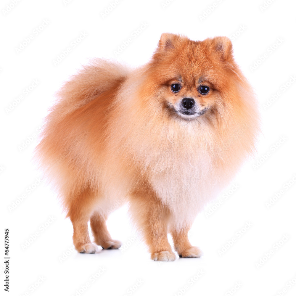 brown pomeranian grooming dog isolated