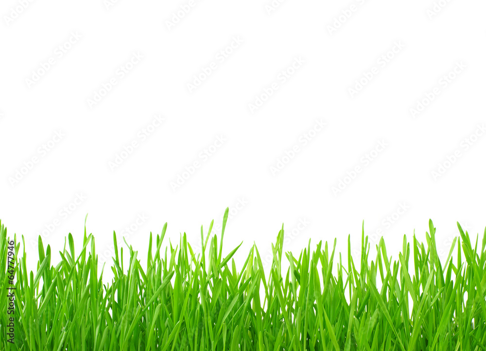 green grass green grass