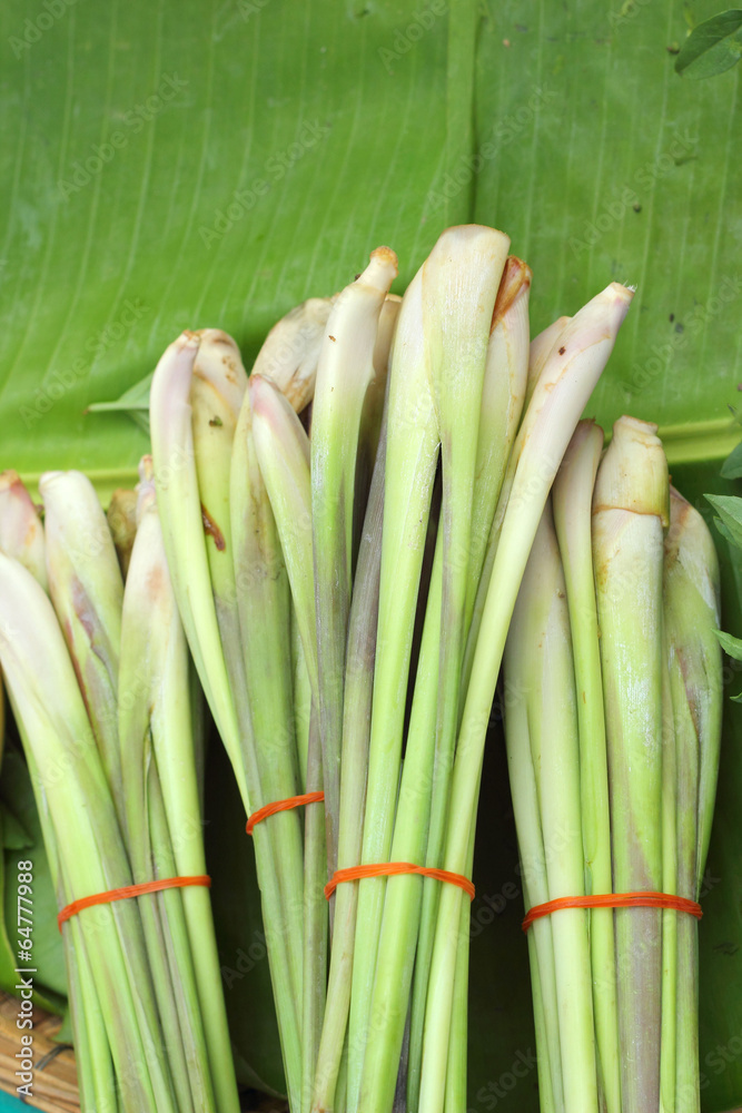 lemon grass in the nature lemon grass in the nature