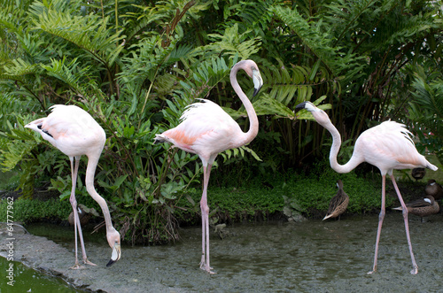  flamingos