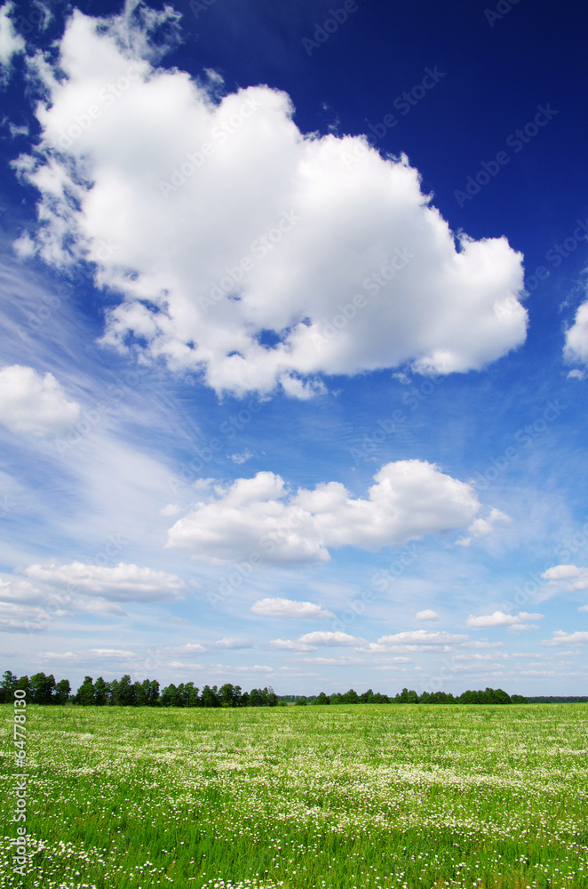 Naklejka premium field