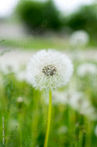 dandelion