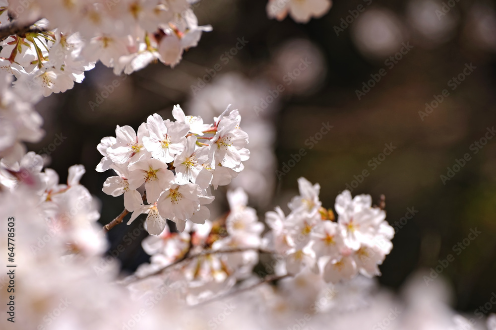 桜 桜