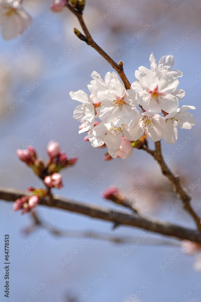 桜