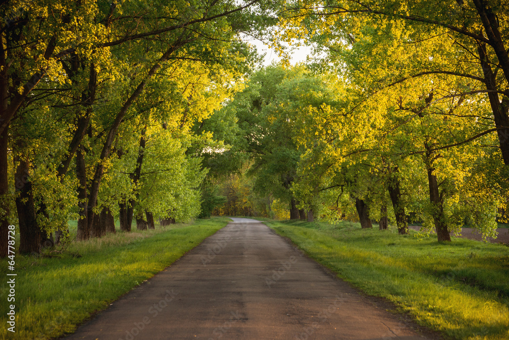 Forest road. Landscape. Forest road. Landscape.